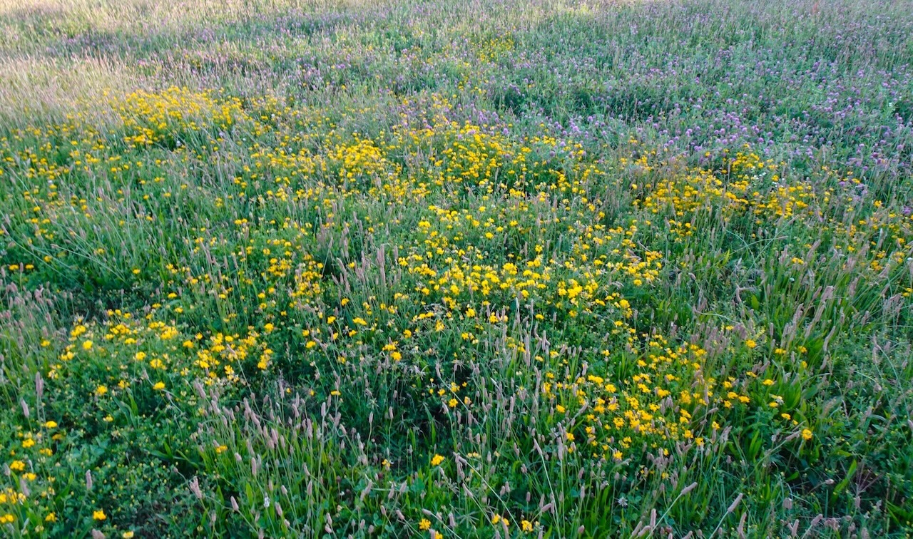 Buttercups Ranunculus spp.