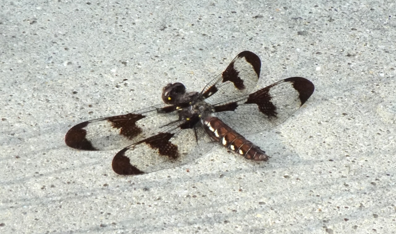 Common Whitetail Plathemis lydia