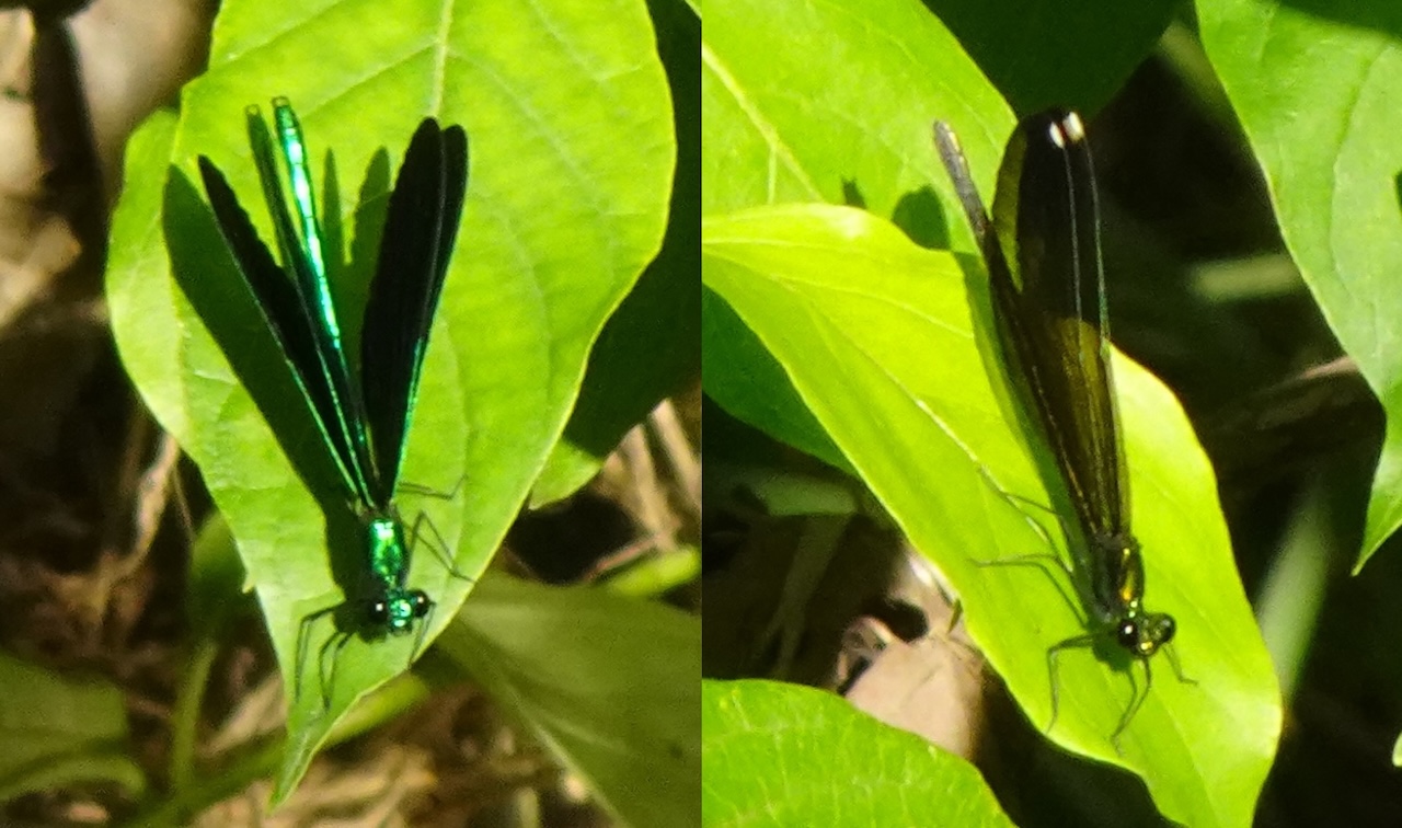 Ebony Jewelwing Calopteryx maculata (L: male; R: female)
