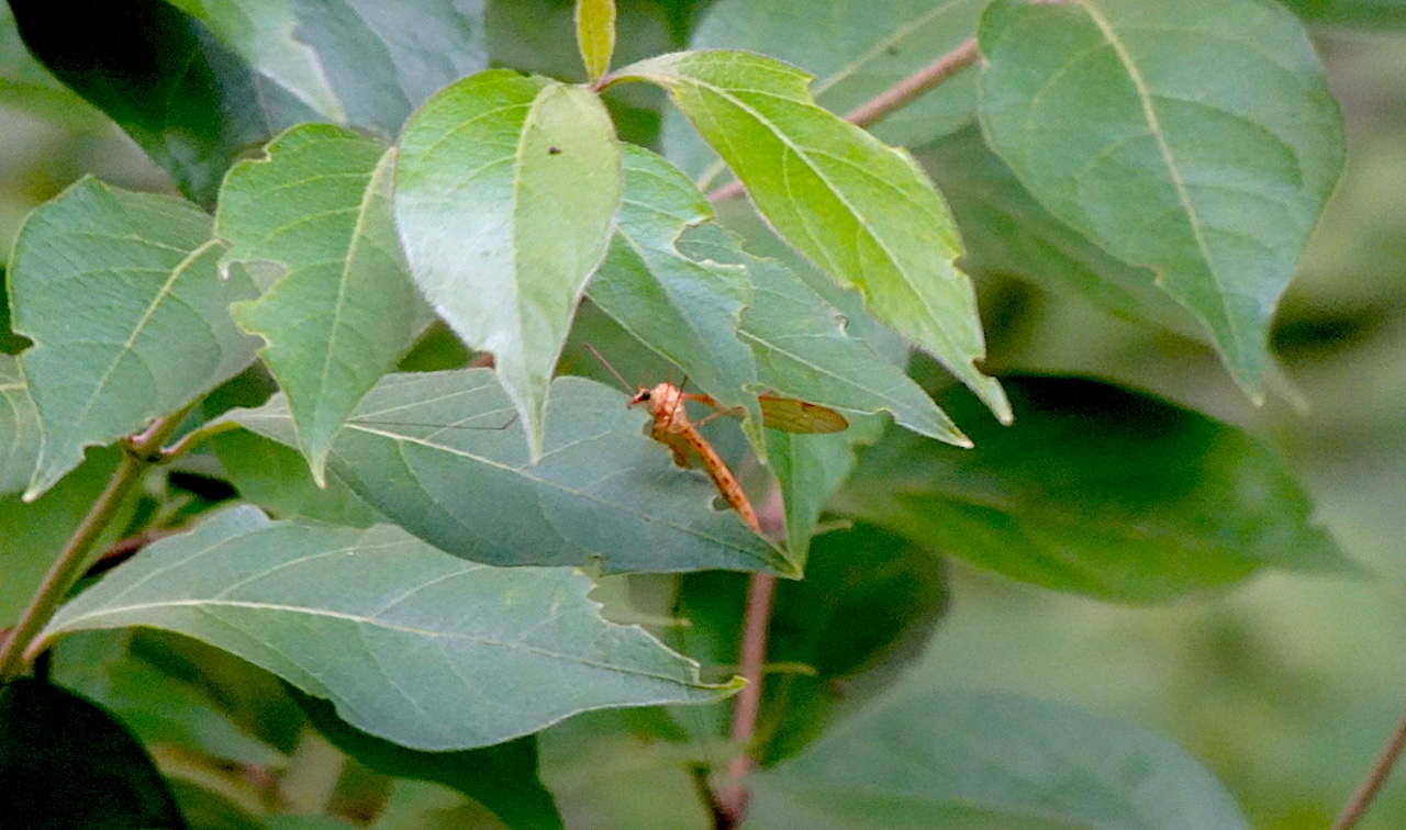 Giant Ichneumon Wasp Megarhyssa spp.