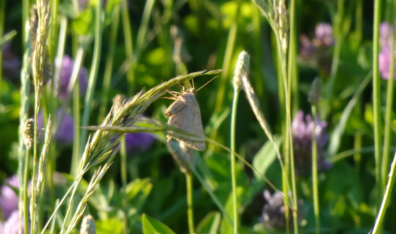 Some kinda Moth