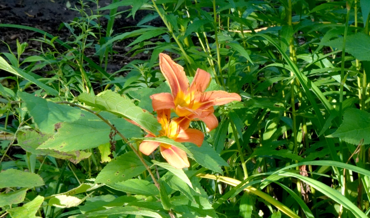 Orange Daylily Hemerocallis fulva