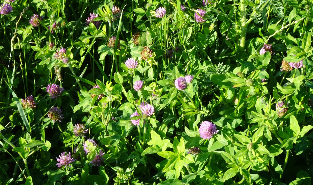 Red Clover Trifolium pratense
