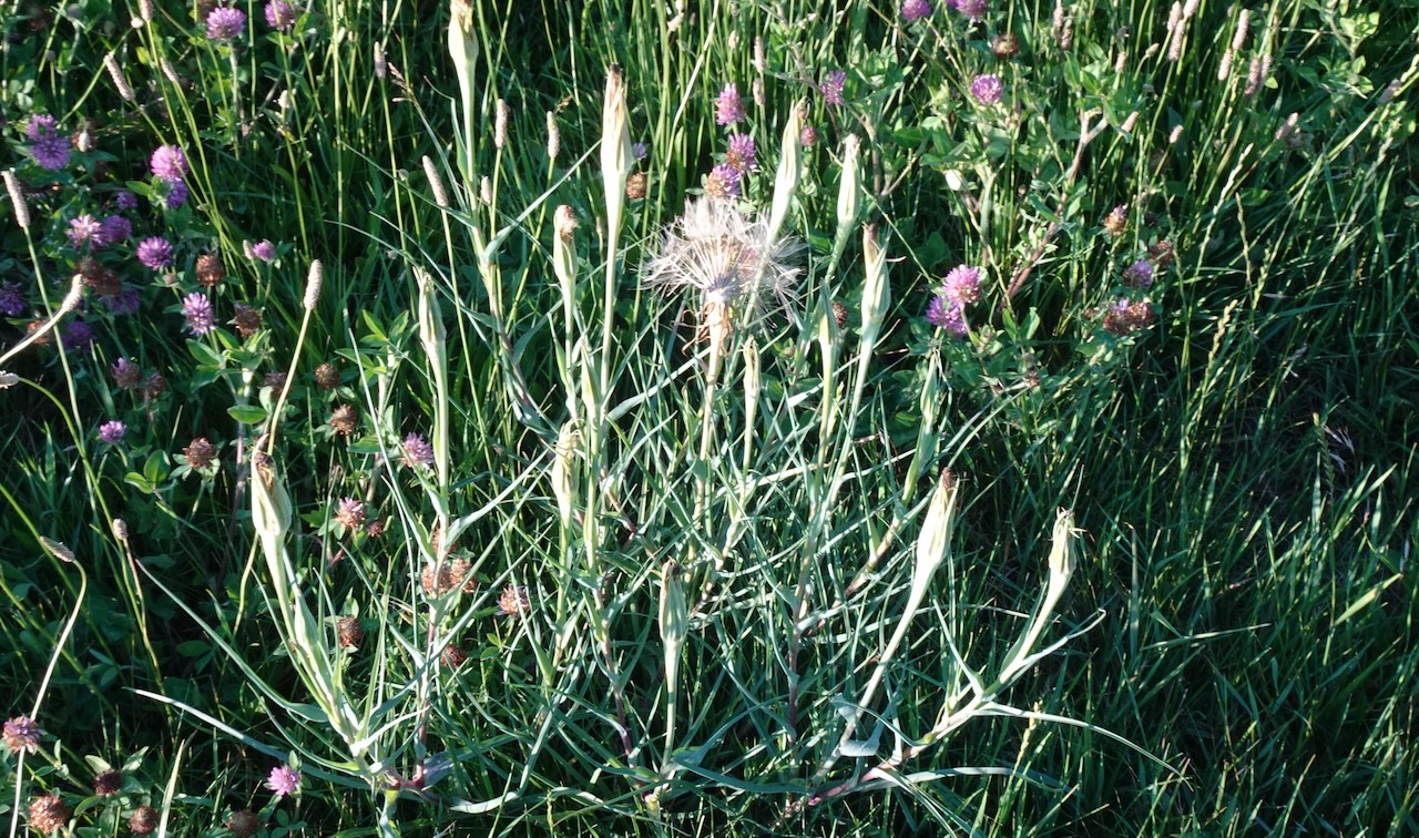 Salsify Tragopogon spp.