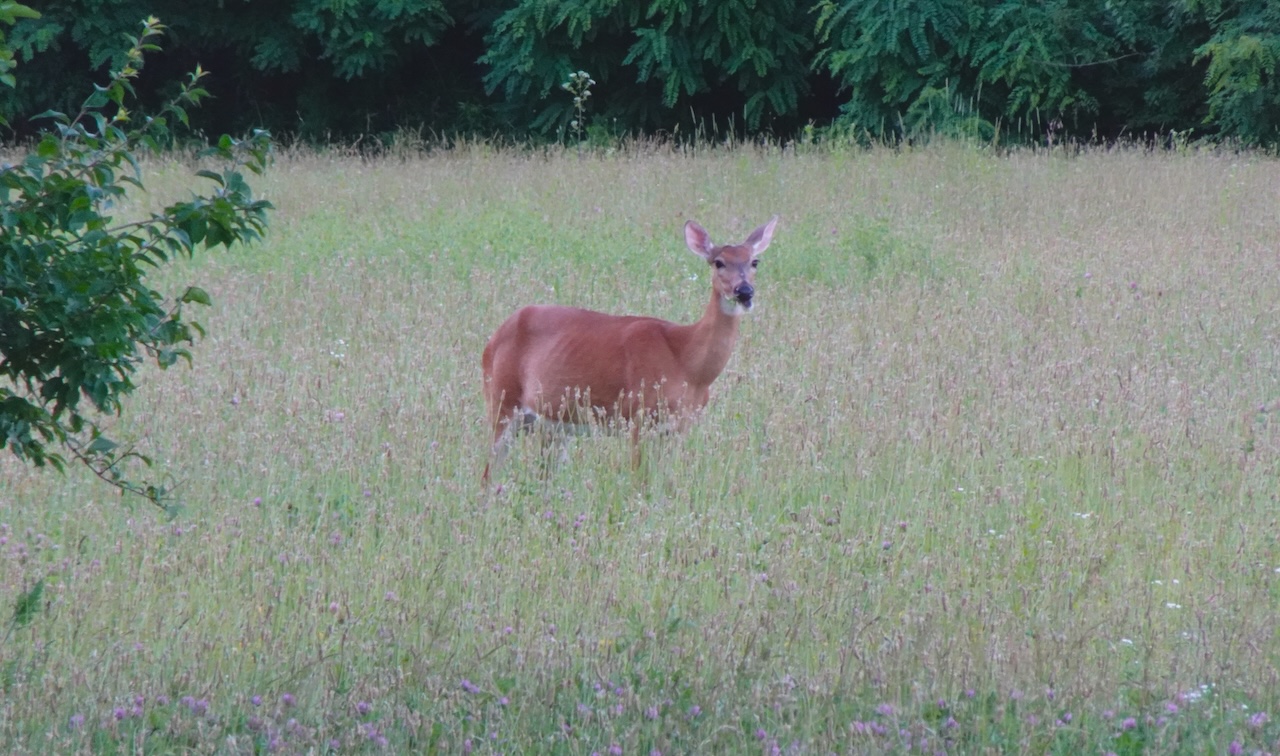 White-tailed Deer Odocoileus virginianus