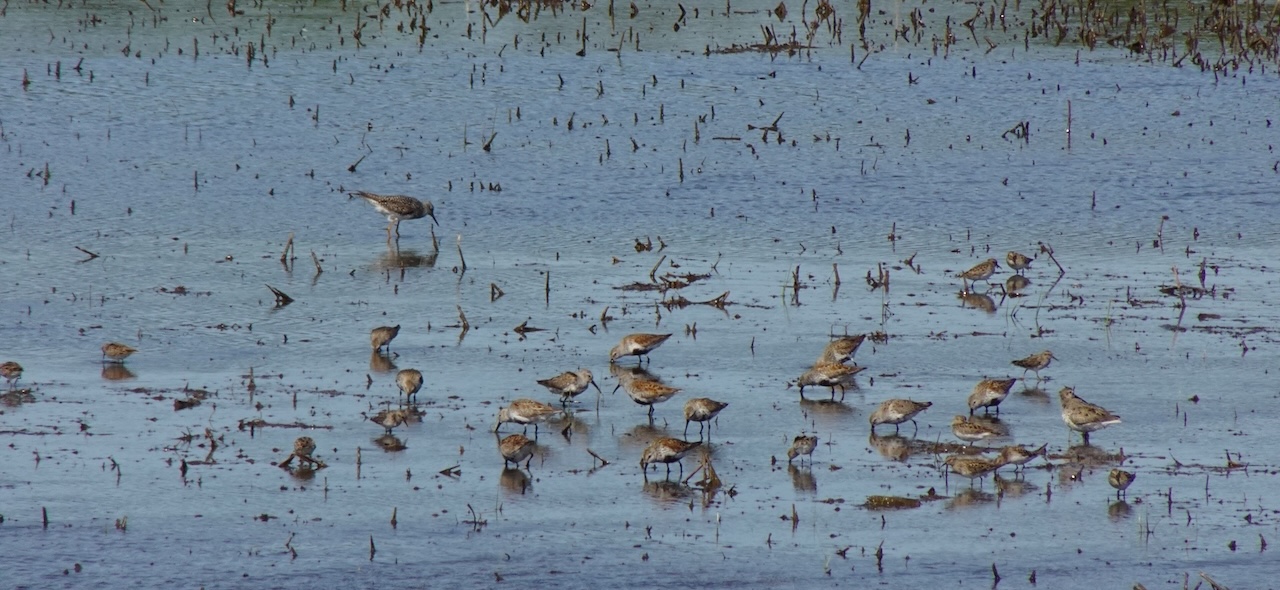 Shorebirds at Blackwater Natural Wildlife Reservoir, Cambridge MD, Mar ’25